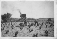 1  1940 échaudage des vignes.jpg